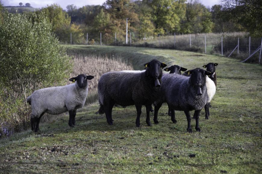 brebis en éco-pâturage sur un bassin routier en bordure de la RN88 à Recoules