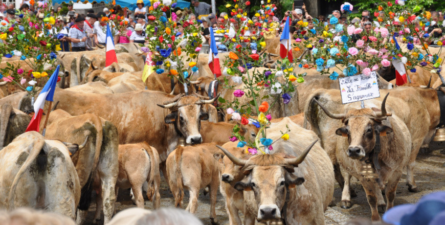Les vaches de race aubrac sont partis sur le plateau du même nom pour leur villégiature estivale.