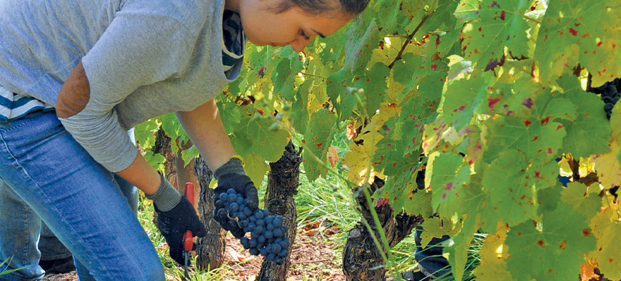 Les savoir-faire aveyronnais