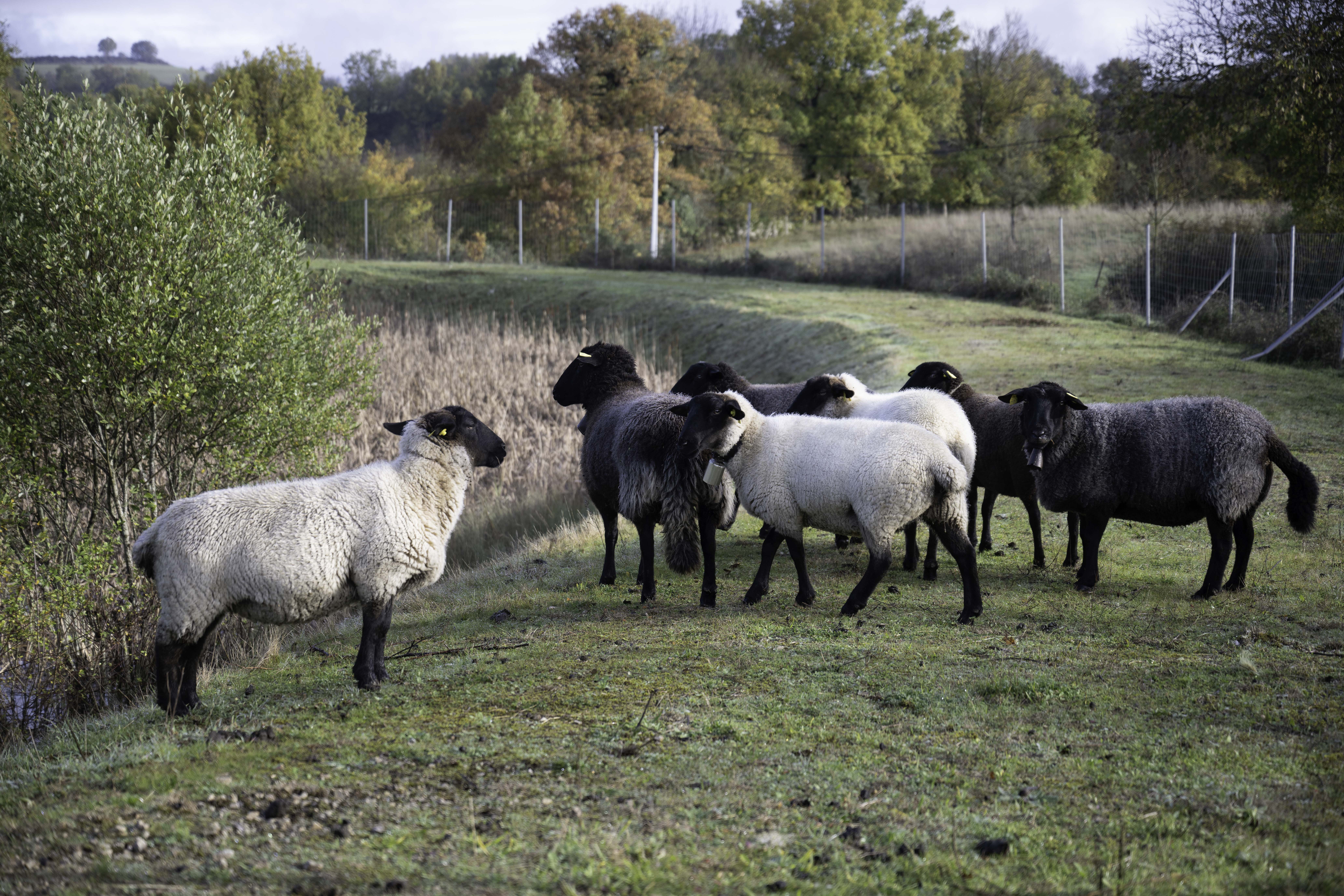 eco-paturage : brebis paturant sur un bassin routier en bordure de la RN88 à Recoules