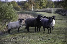 brebis en éco-pâturage sur un bassin routier en bordure de la RN88 à Recoules