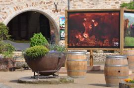 veau-aveyron-site.jpg