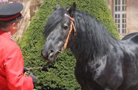 haras.jpg