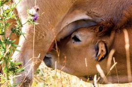 Des labels, des manifestations