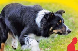 chien_de_berger.jpg